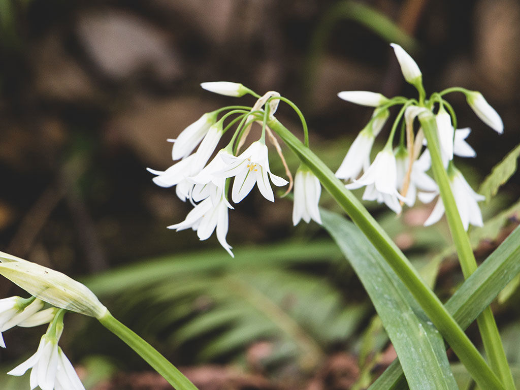 Lago d’Iseo e Lago di Endine 2