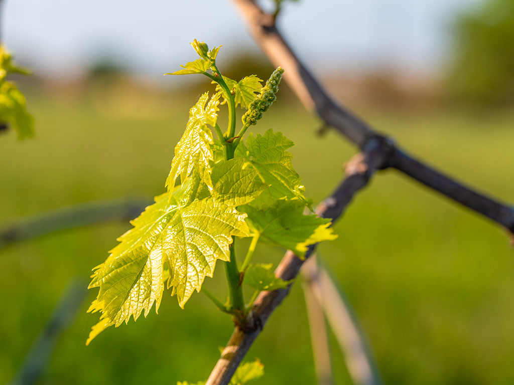 gallery-stock/1024-closeup-shot-fresh-green-grape-leaves-blurred-background.jpg