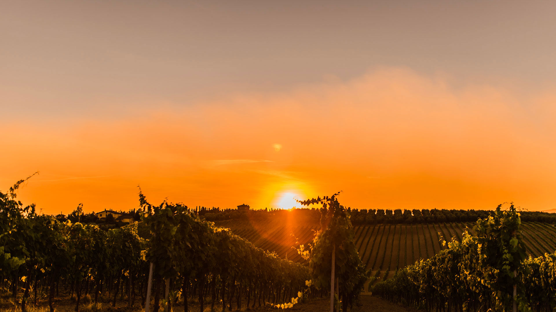 Apt Oleandro - primo piano.1