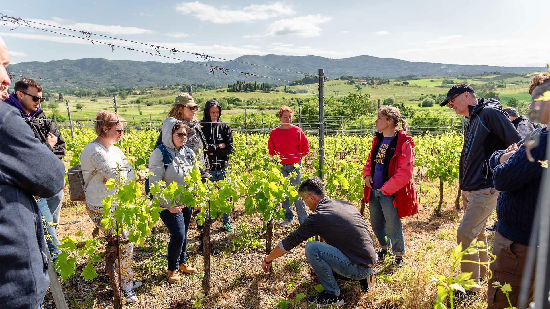 The Vine Told: A Walk Through the Rows 1