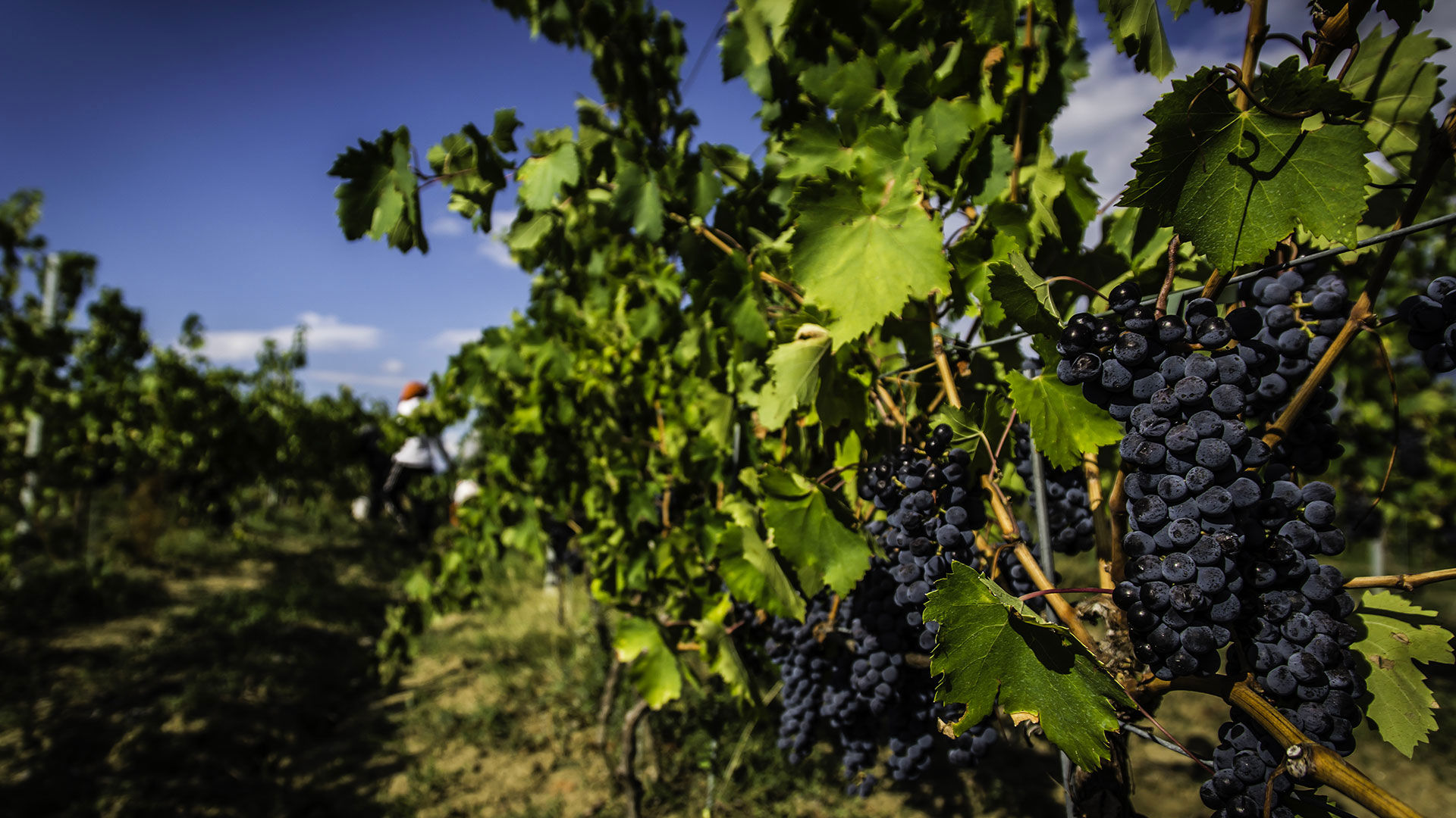 Agriturismo Spazzavento Vinci 2