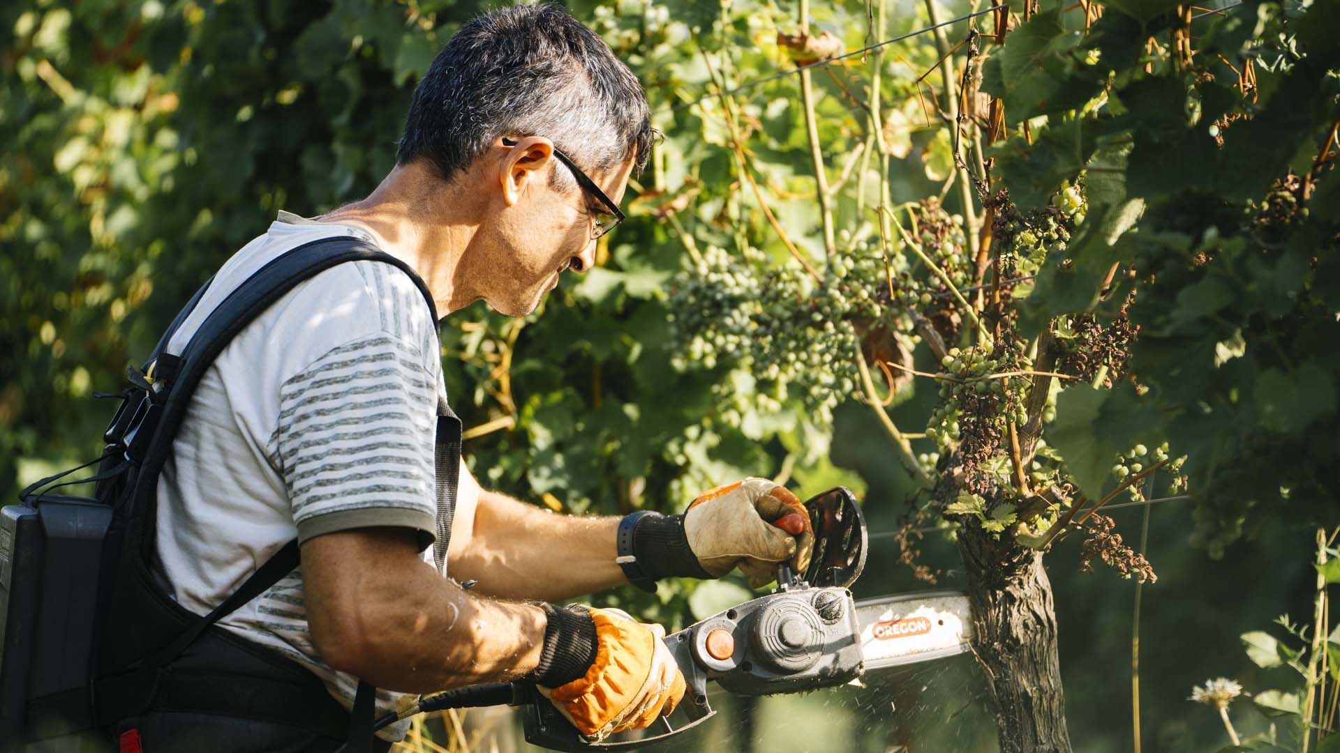 In the vineyard with us: selecting shoots 1