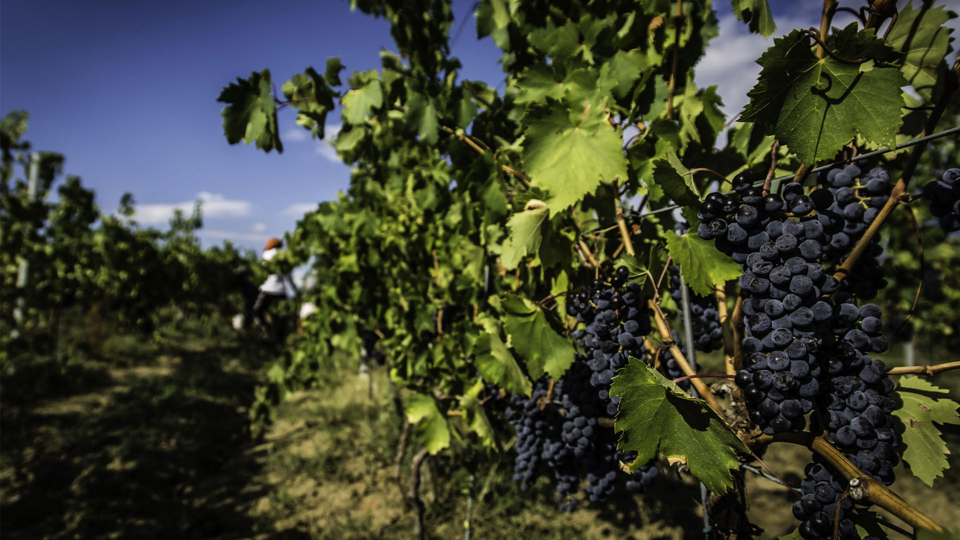 In the vineyard with us: the magic of the grape harvest 1