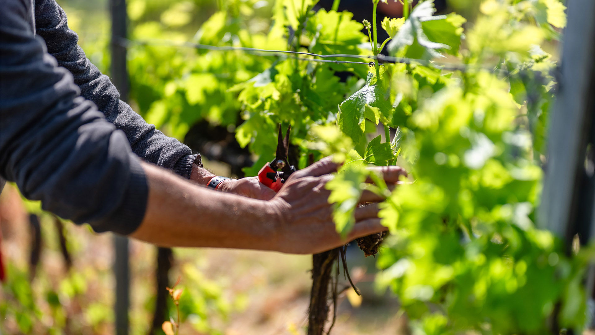 In vigna con noi: la scelta dei germogli 1