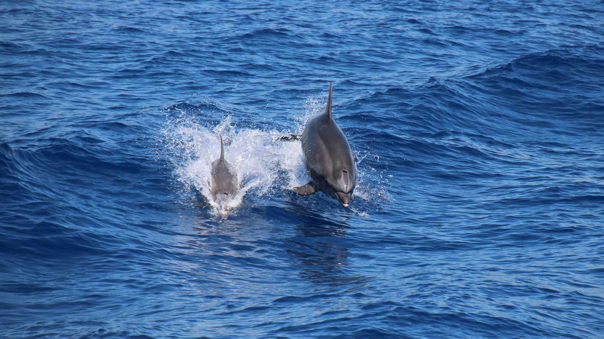 Pelagos Sanctuary: discovering the cetaceans of the Ligurian Sea 2