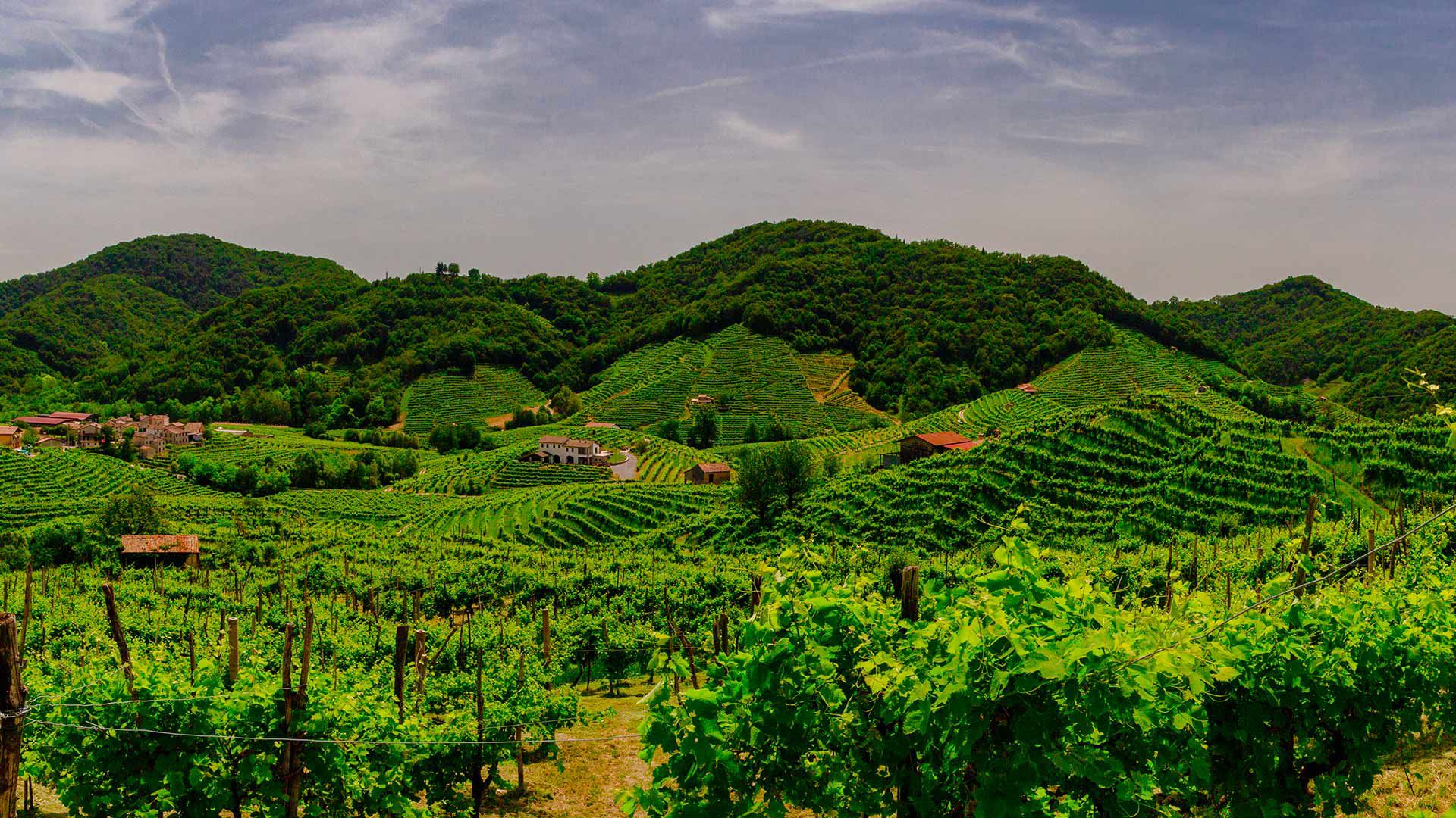 The Prosecco wine road 2