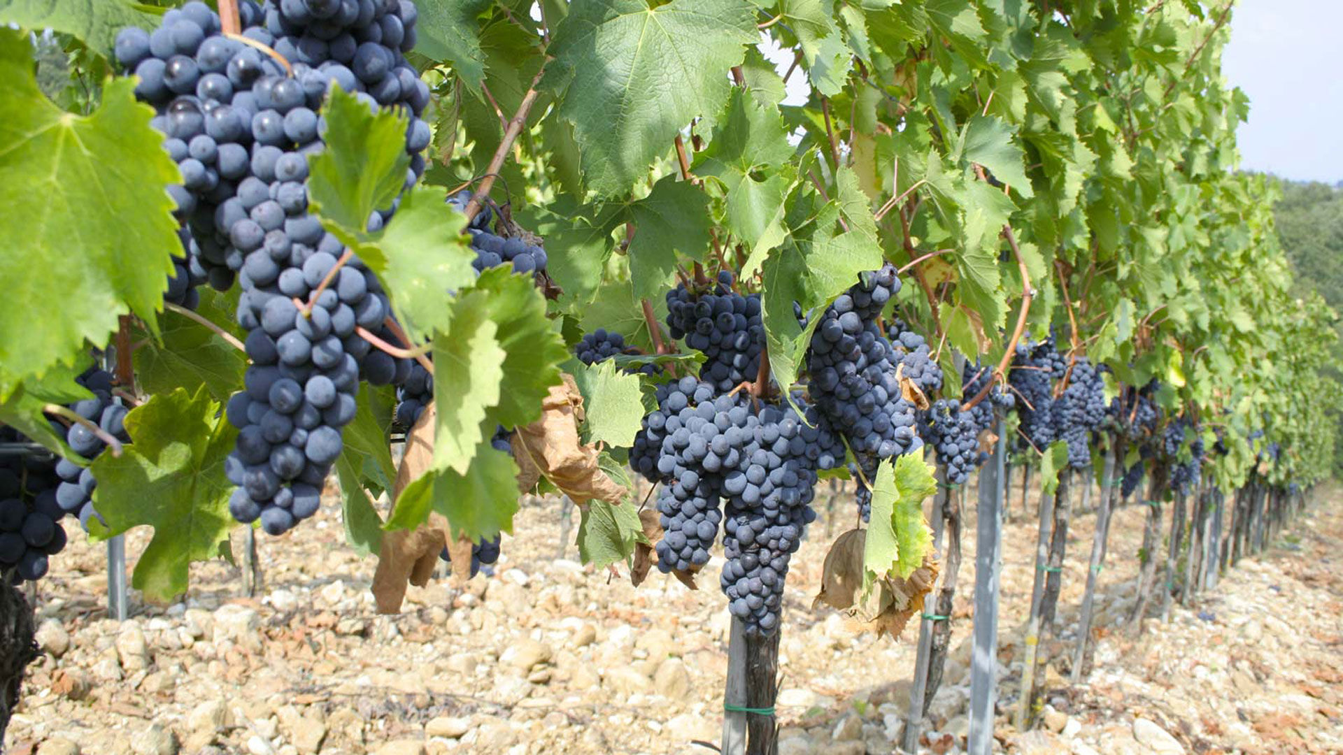 Genereoso Brunello 2