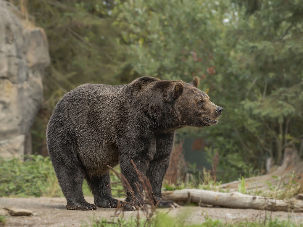 gallery/1024-pic-bear.jpg