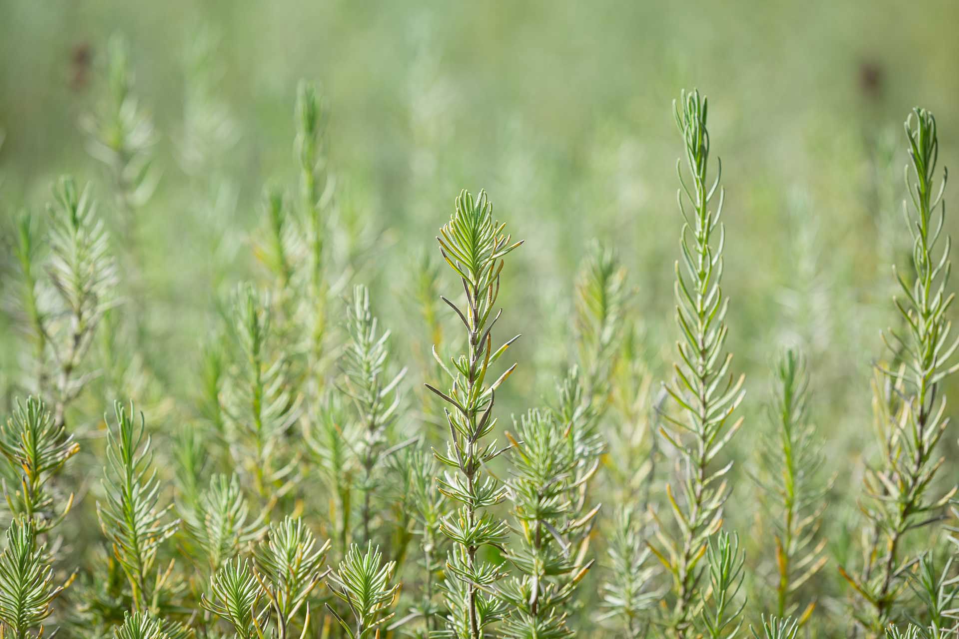 Azienda Agricola 2