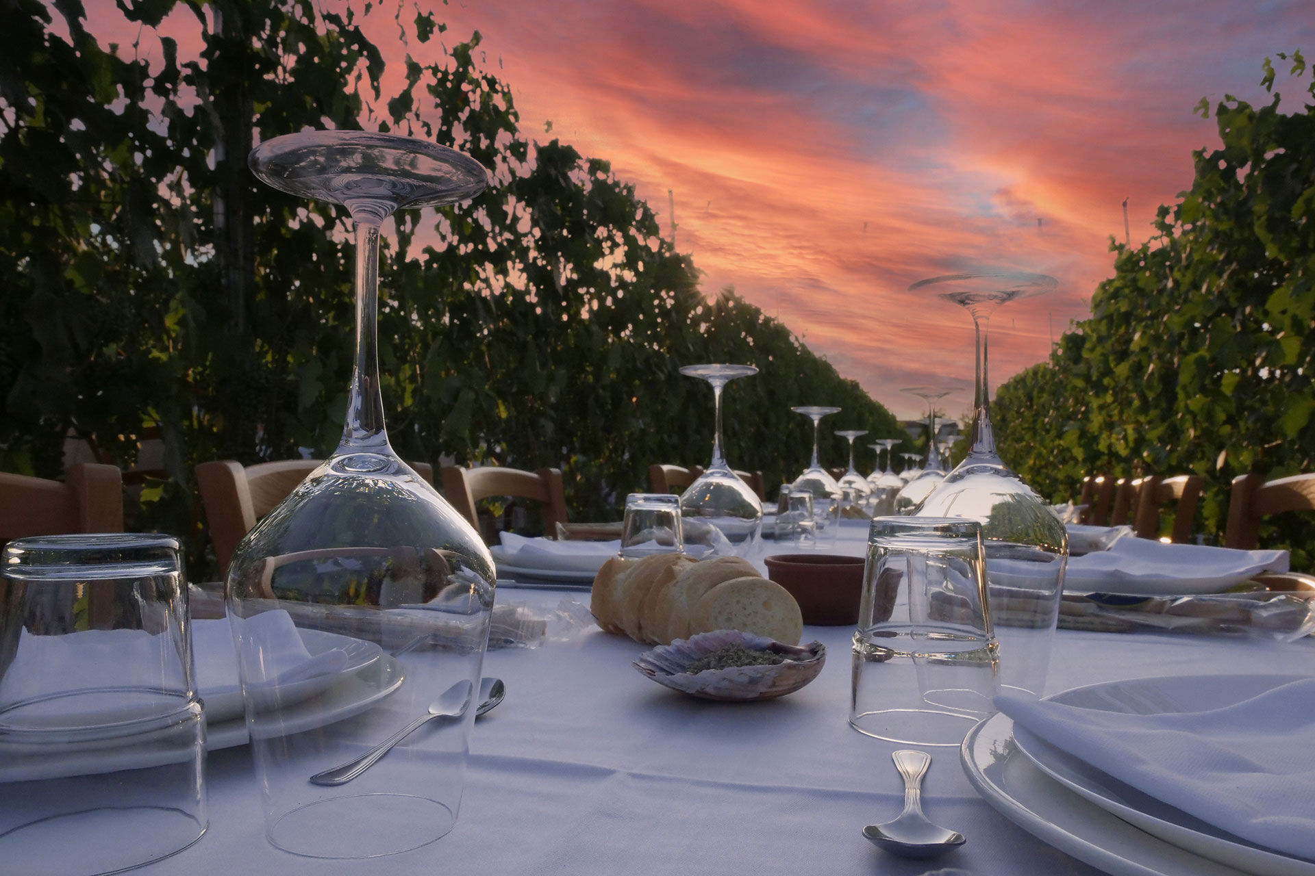 Cena in vigna 7