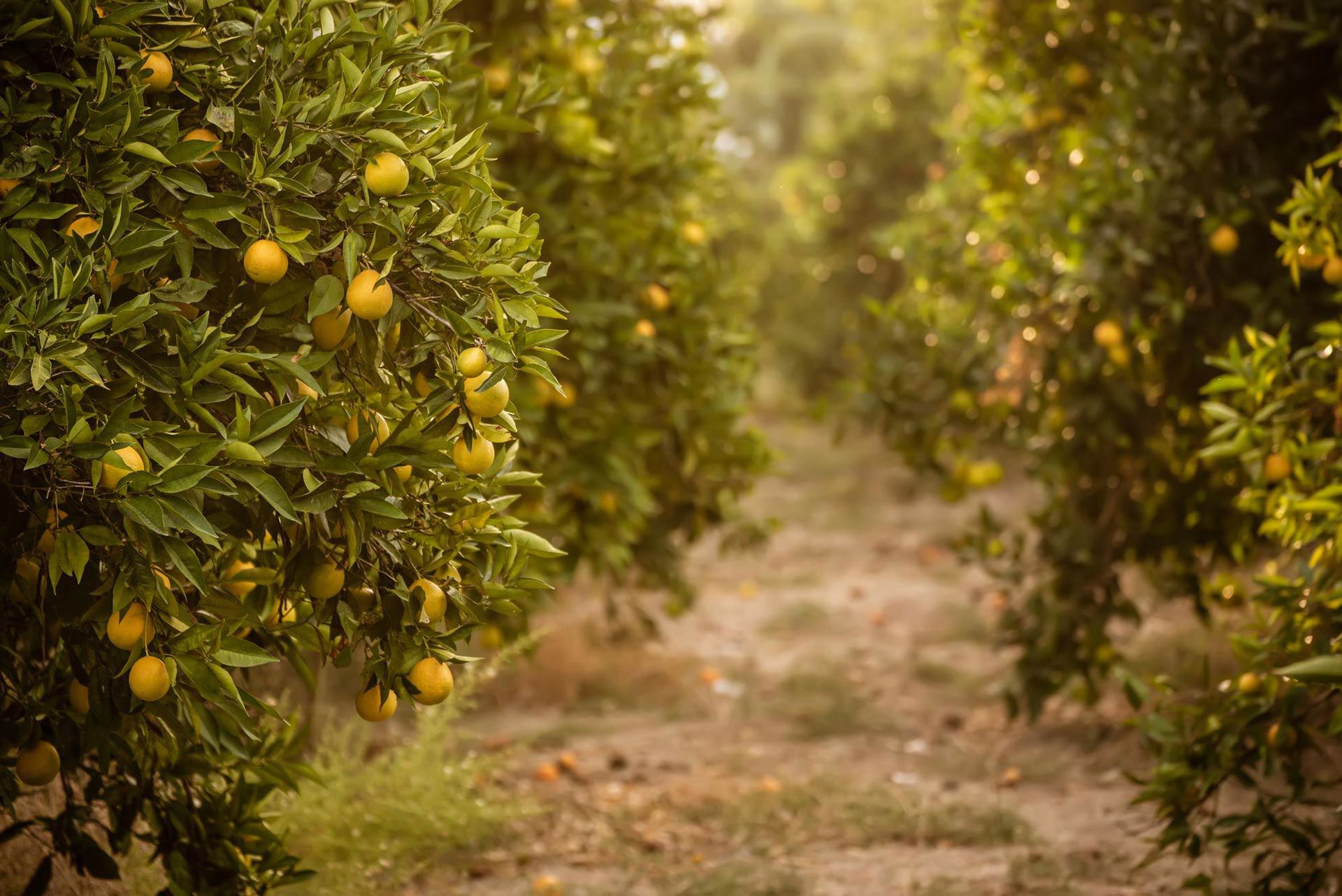 Azienda Agricola Terre di Agnano 1
