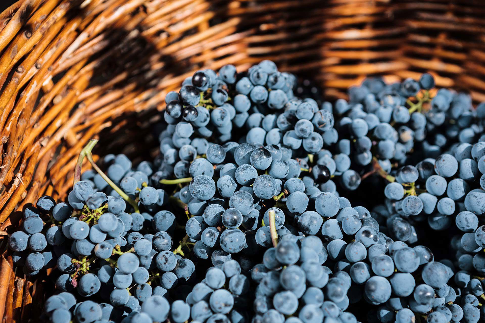 Azienda Agricola Terre di Agnano 1