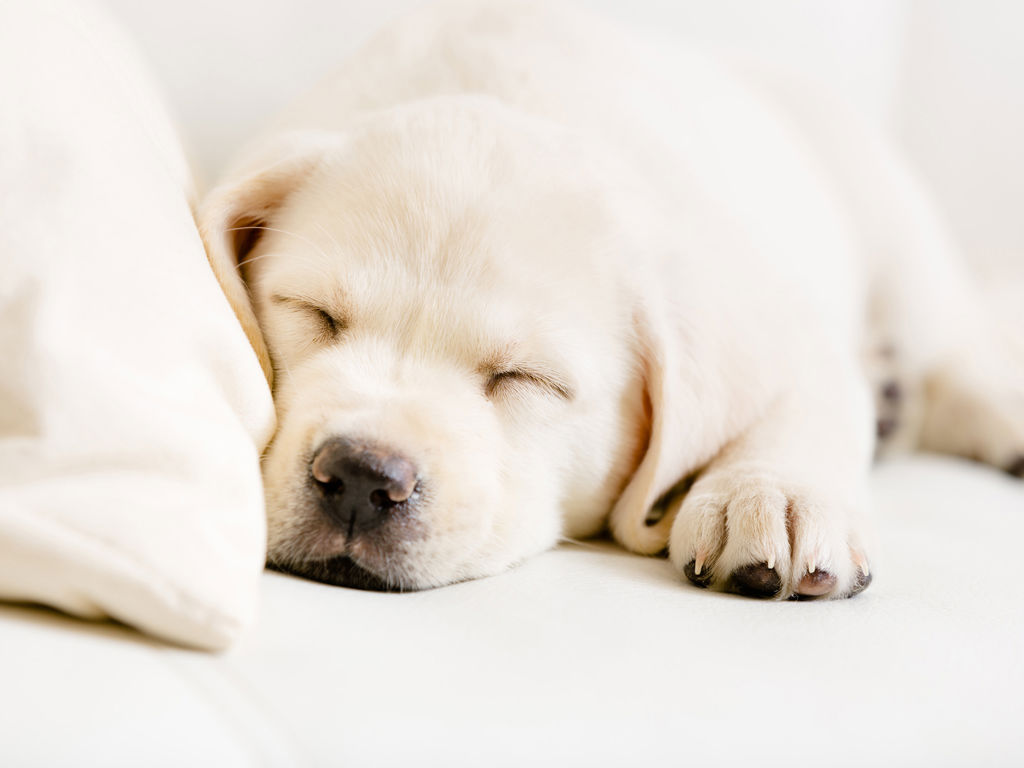 Hotel for ski holiday dolomiti