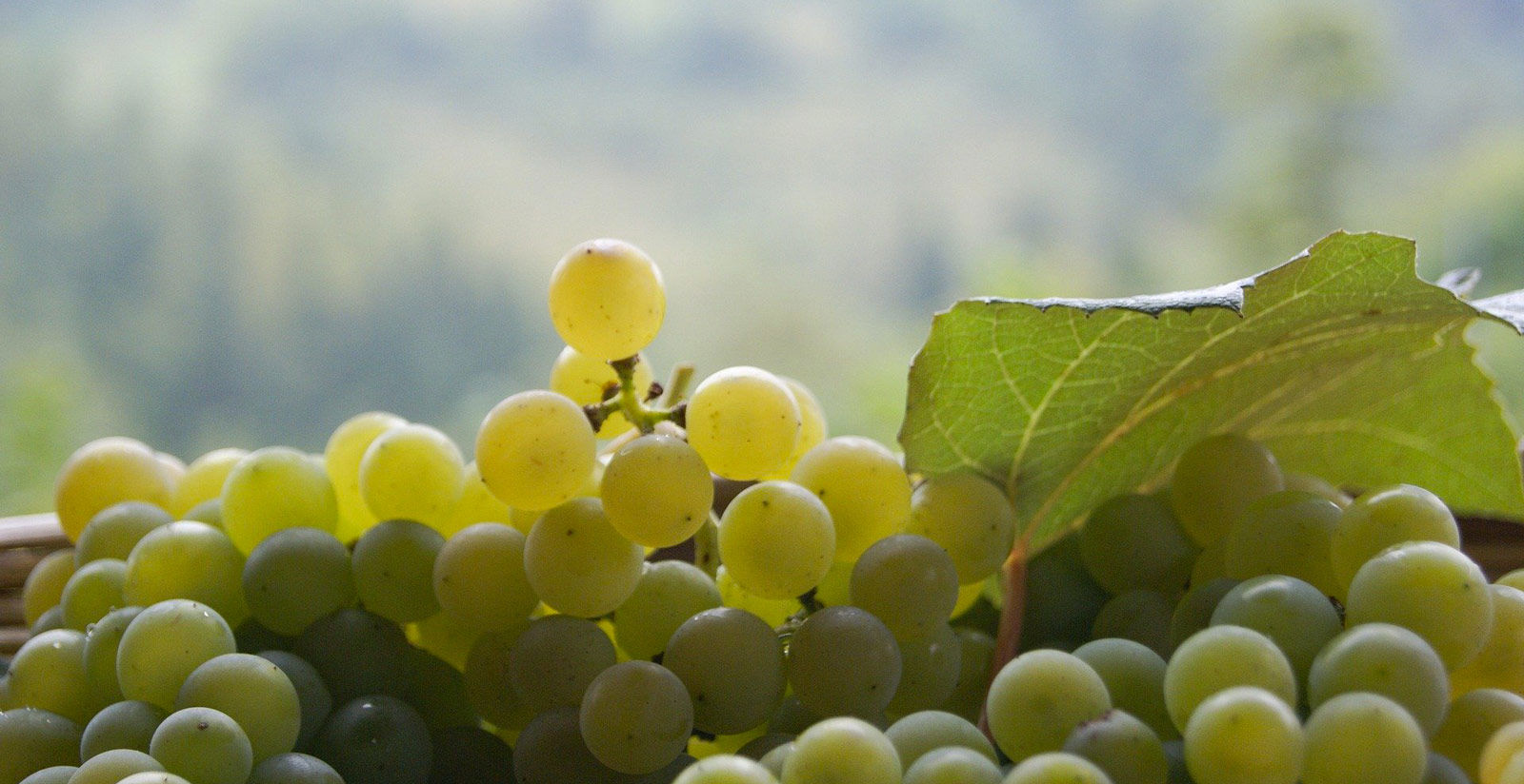 Tenuta Castagnera - Where we are 6