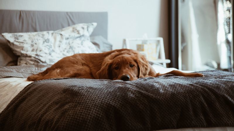 Hotel Dog Friendly a Firenze 4