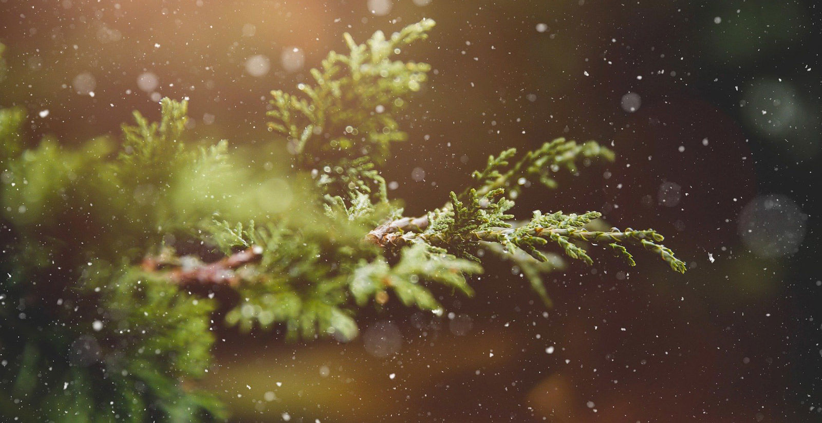 Christmas & New Year Eve 9