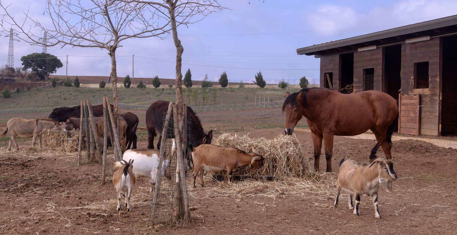 Our friends the Animals 13