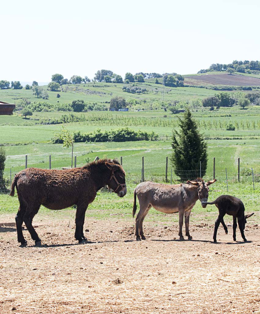 Our friends the Animals 13