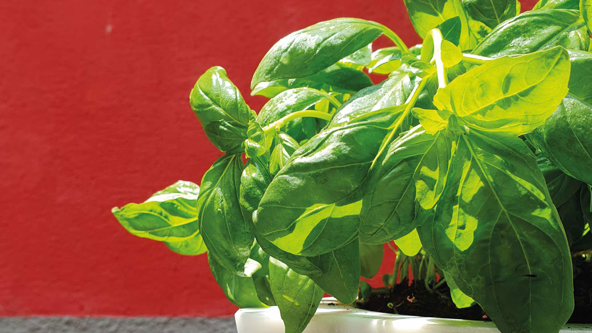 Pesto Experience 2