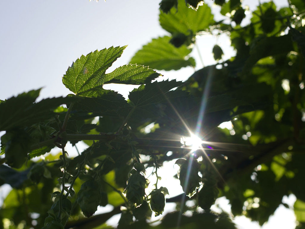 Services 12 Services 12