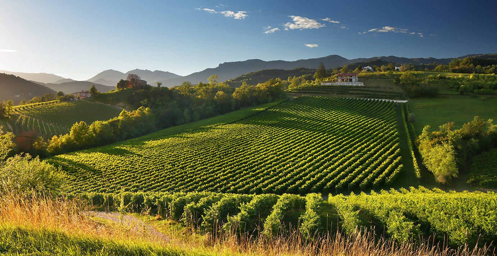 Wein und Gastronomie 6