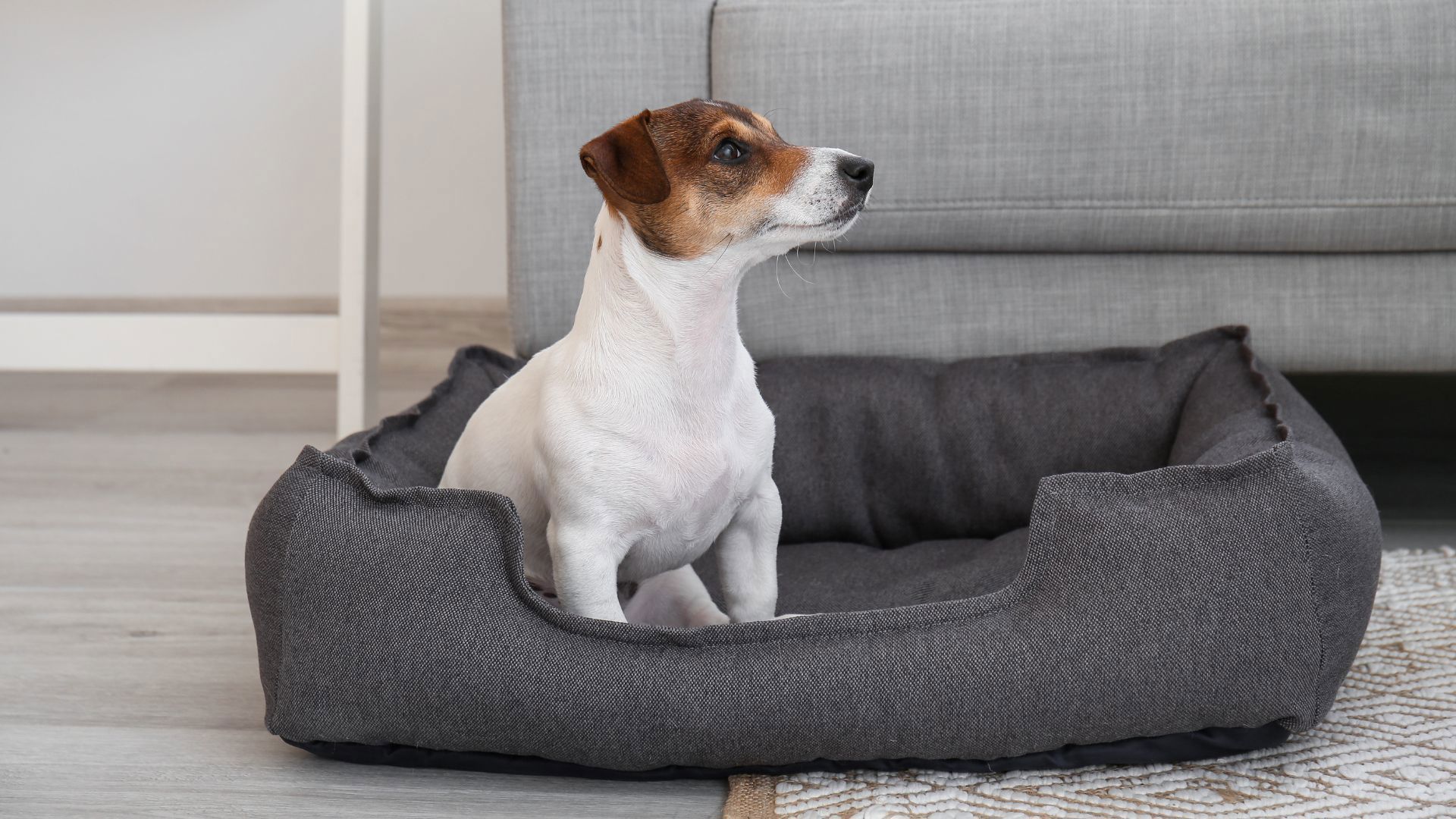 Hotel pet friendly a Firenze 4