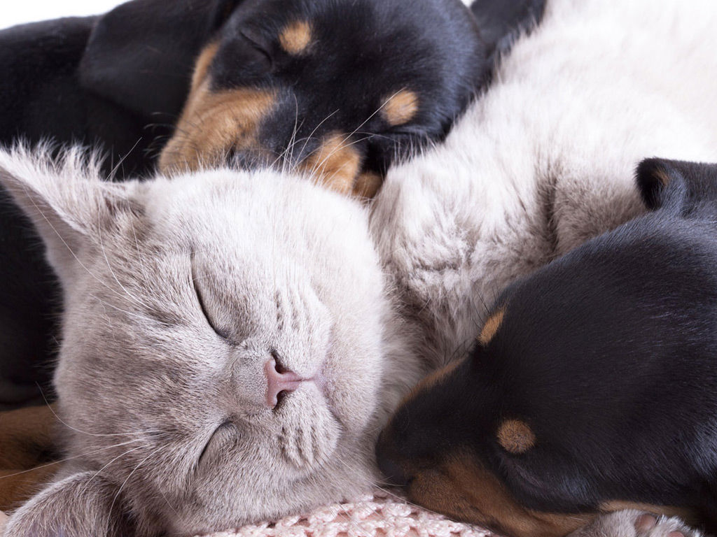 Pet Friendly Pet Friendly