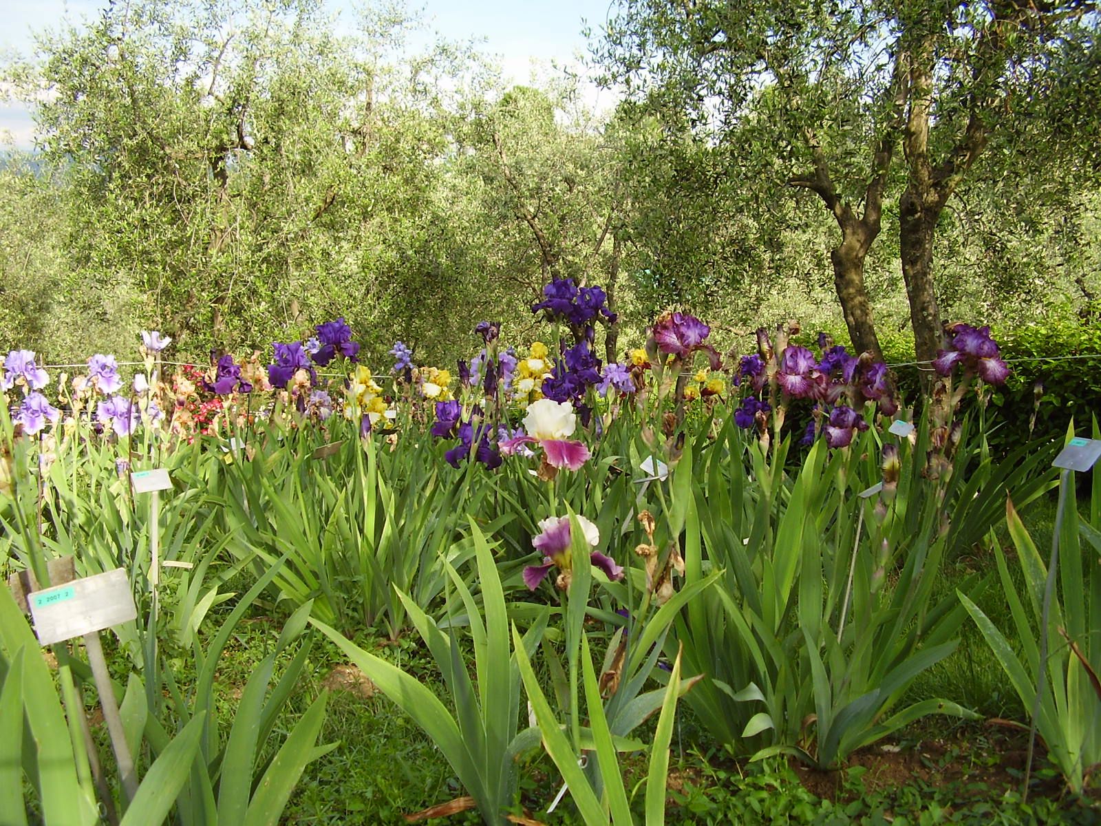 FH55 Hotels - Il giardino dell'Iris di Firenze  1 FH55 Hotels - Il giardino dell'Iris di Firenze  1