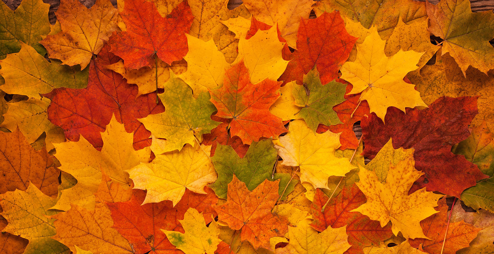 FH55 Hotels - Il Giardino Giapponese di Roma in Autunno: colori, foliage e contemplazione 1