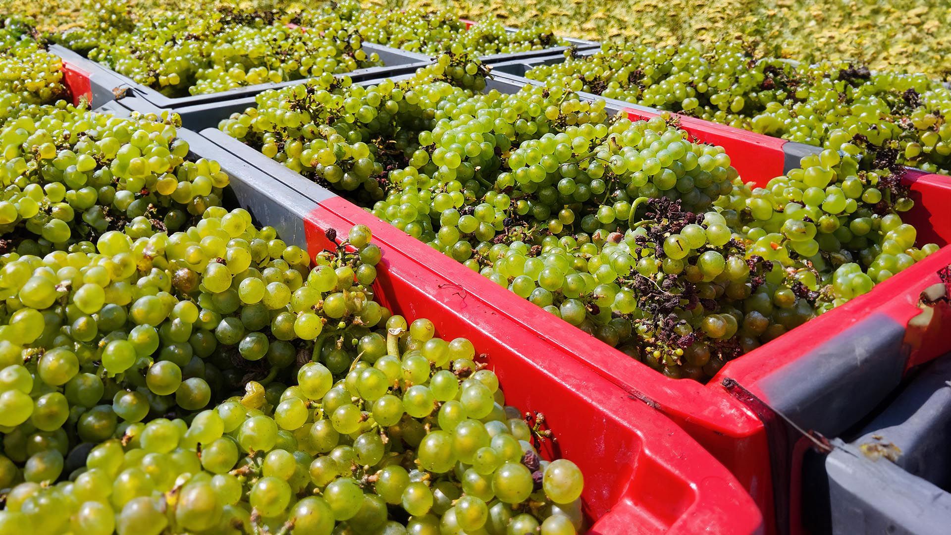 FH55 Hotels - Tour enogastronomici in Toscana: cosa fare in autunno nelle colline toscane 1