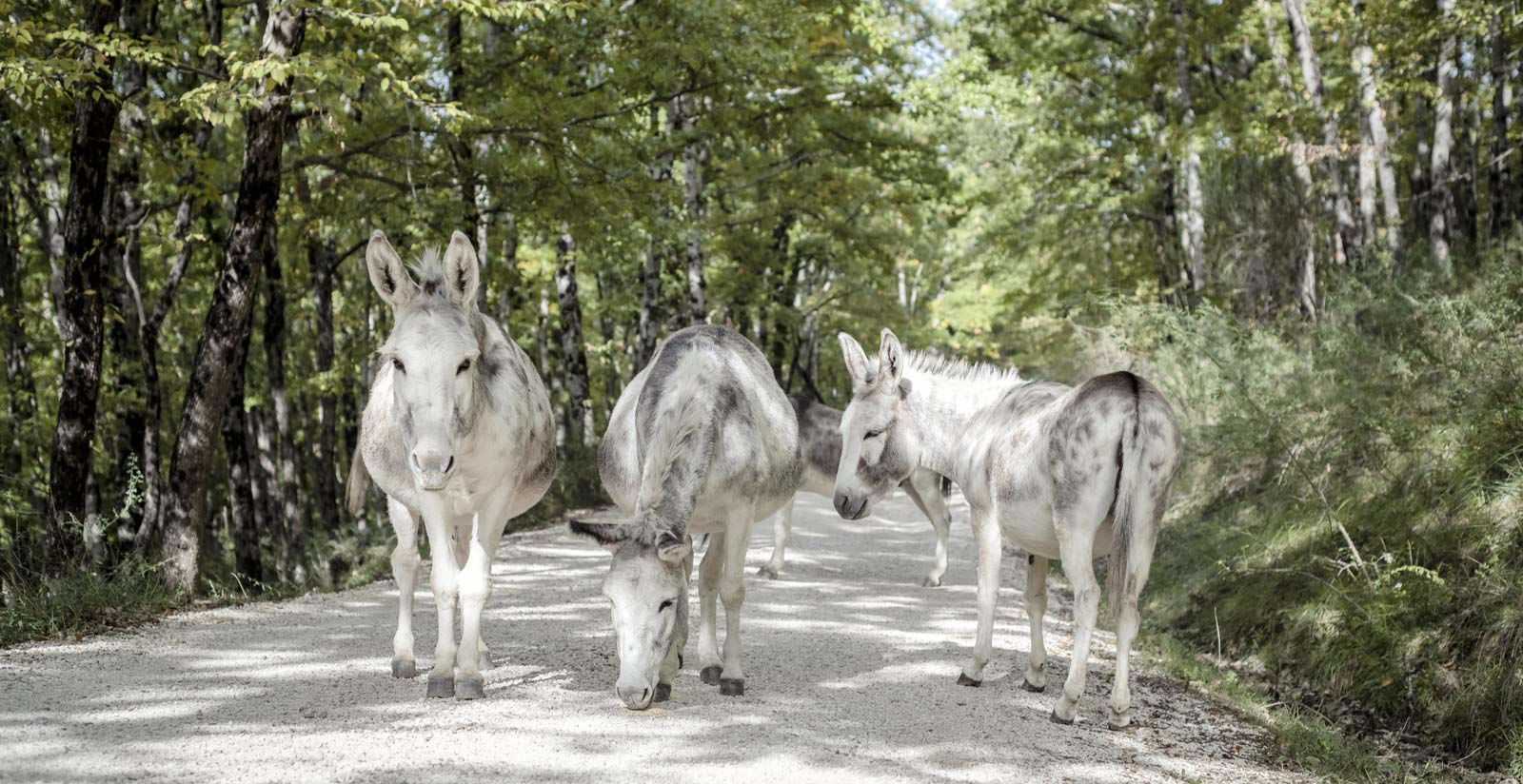 Agriturismo & Light Lunch 6