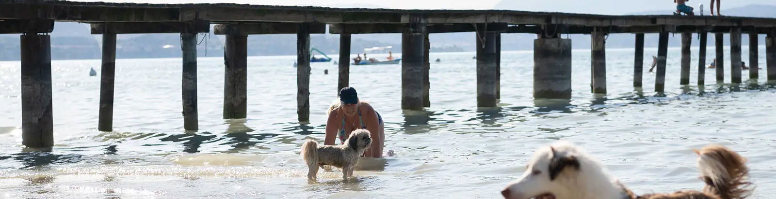  Your four-legged friend 6