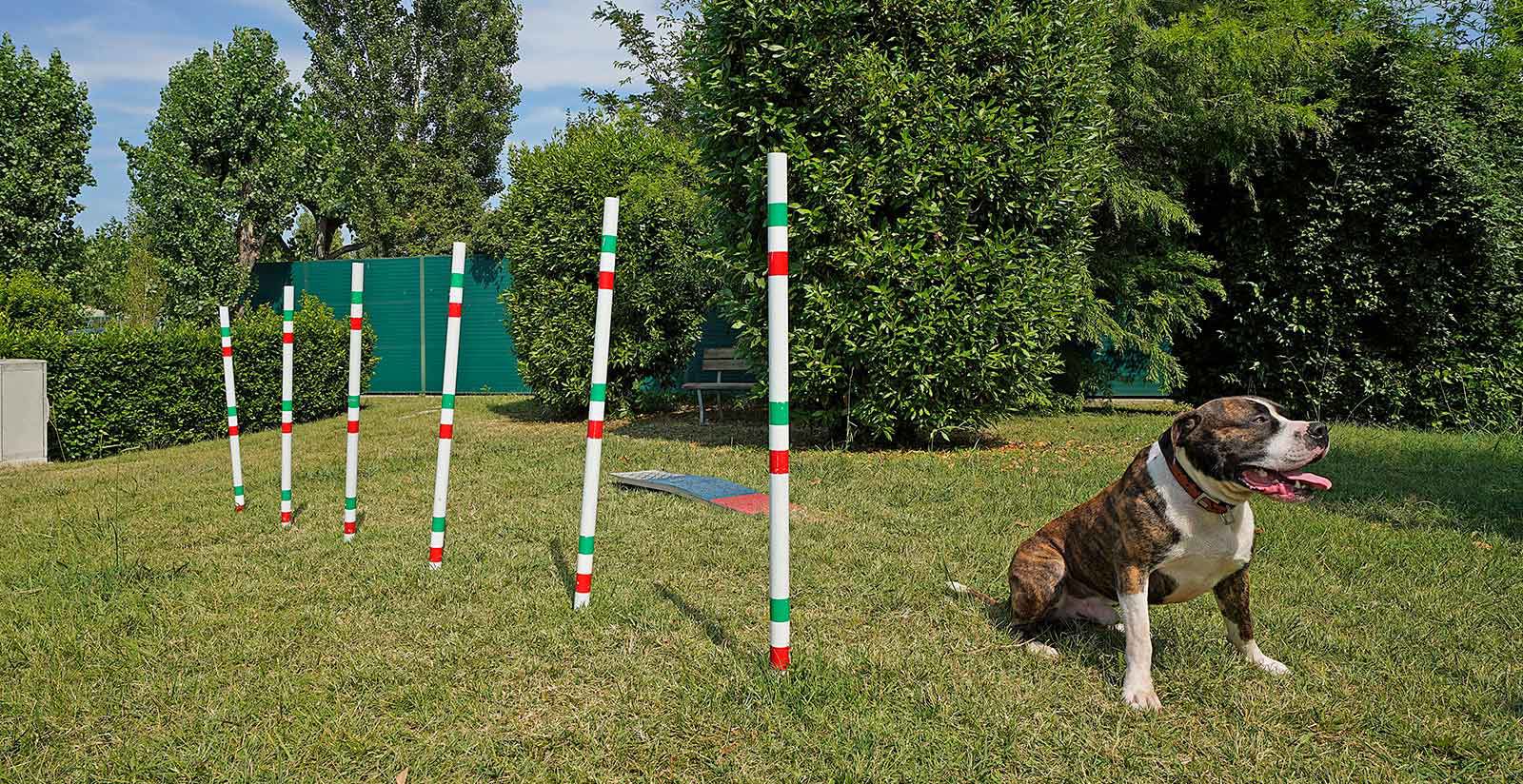  Your four-legged friend 5