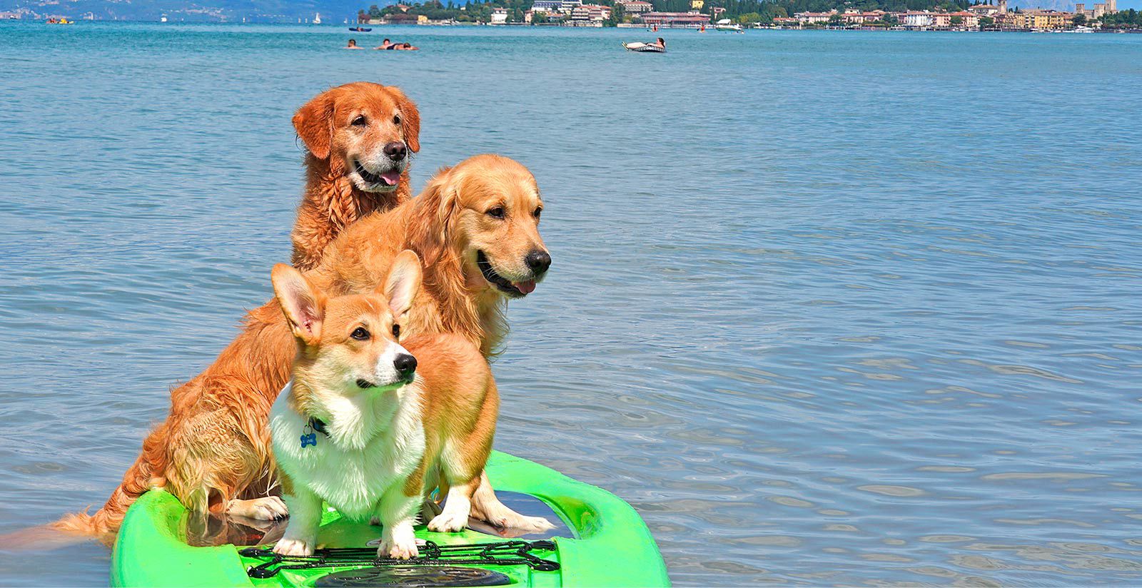  Your four-legged friend 10