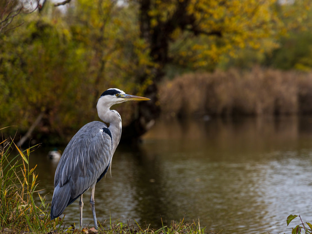 gallery/1024-Padule-Fucecchio-1.jpg gallery/1024-Padule-Fucecchio-1.jpg