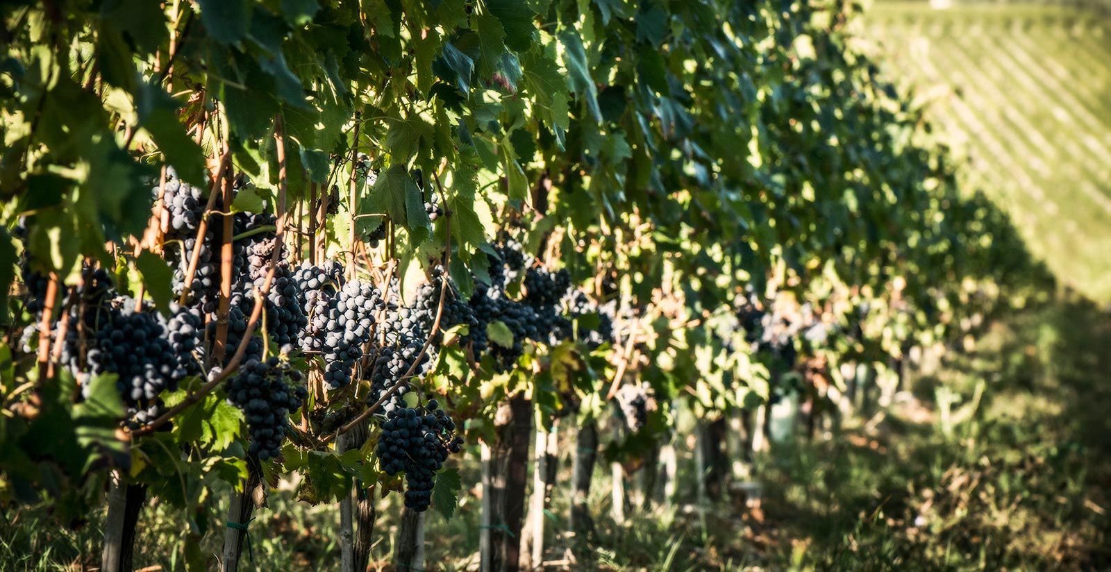 Tours and Tastings 16