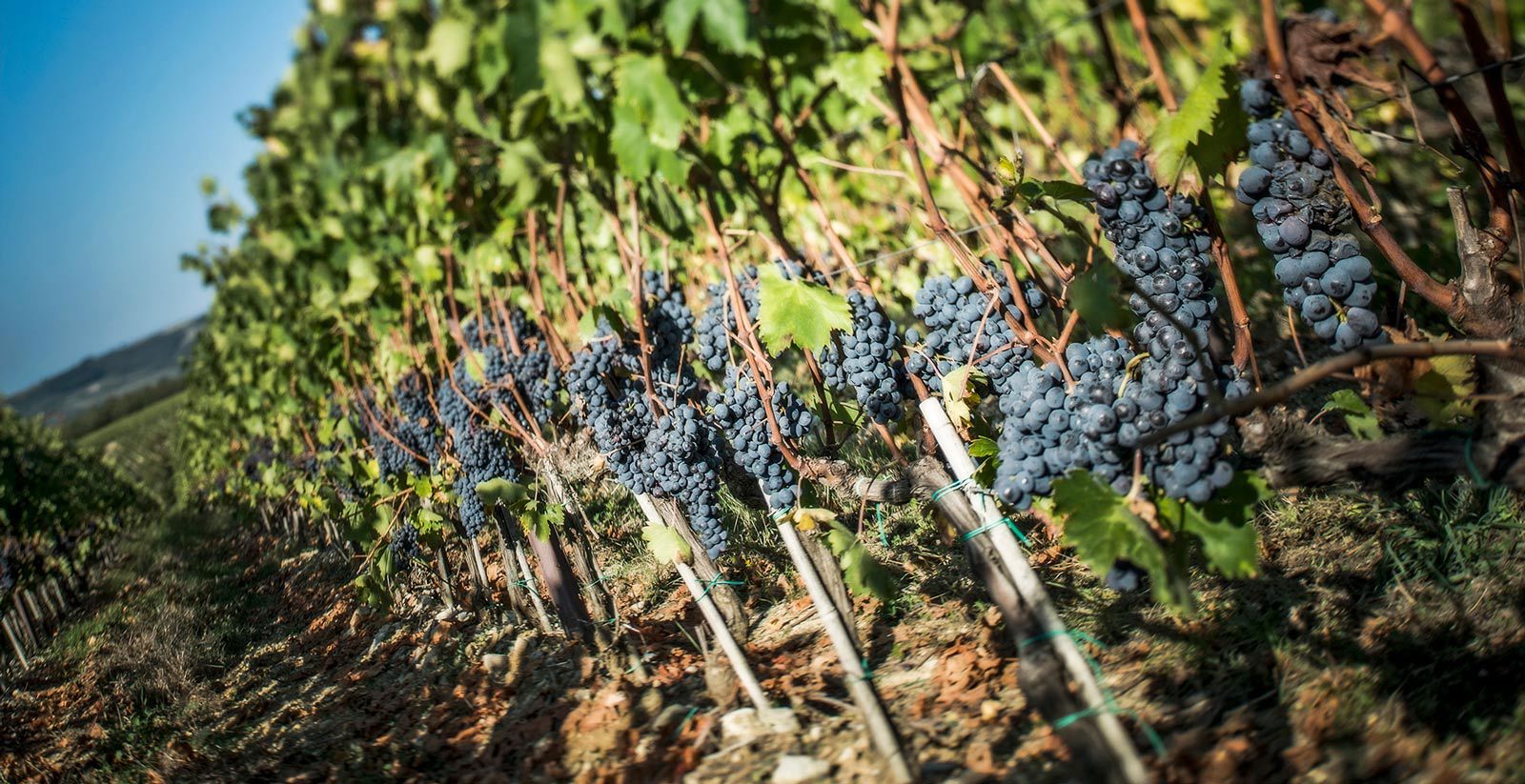Visite e degustazioni 6