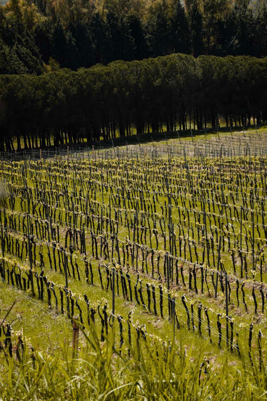 Capovaticano Resort - Cantine Lento 20 Capovaticano Resort - Cantine Lento 20