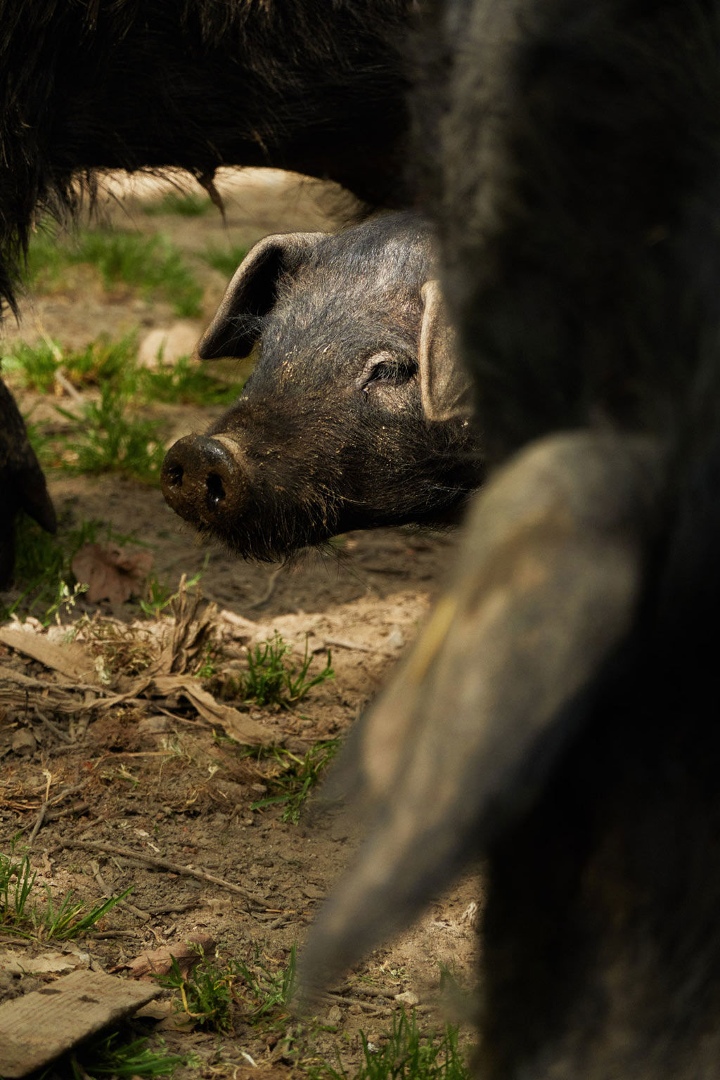 Capovaticano Resort - Nero Calabrese Ferrari 20 Capovaticano Resort - Nero Calabrese Ferrari 20