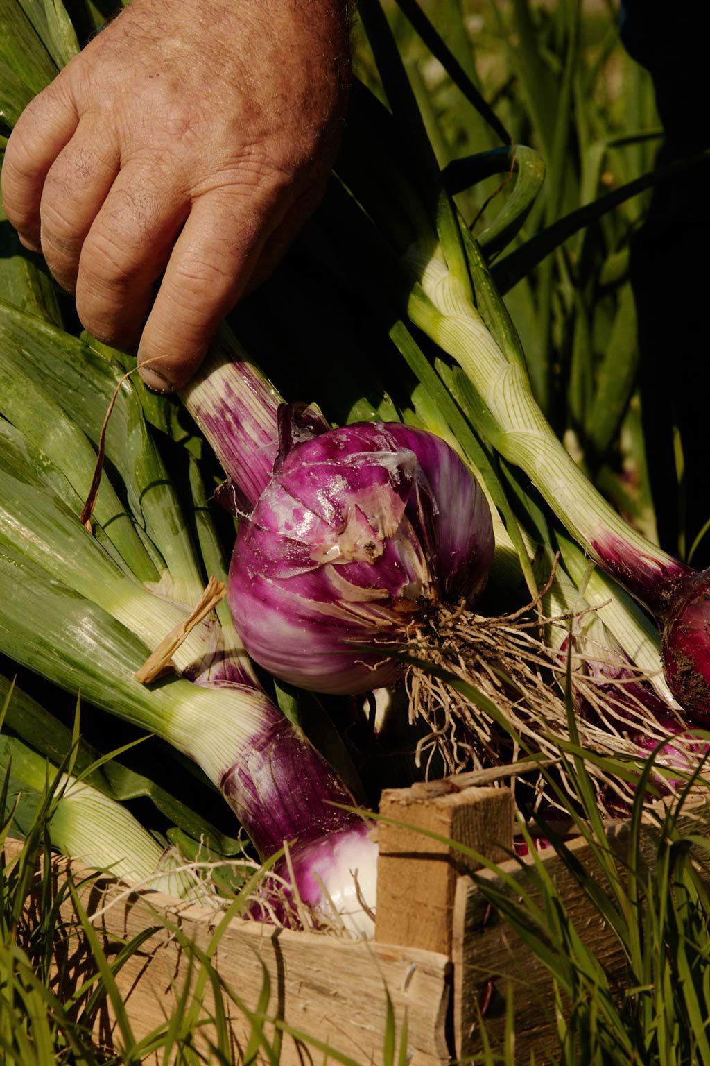 Capovaticano Resort - Gärten der Villa Paola 20