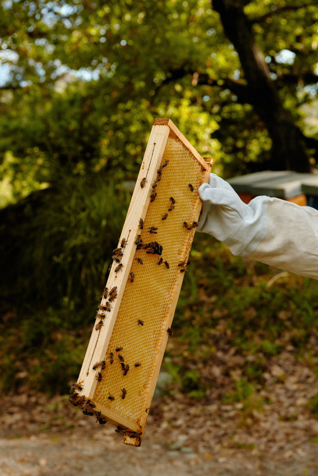Capovaticano Resort - Ursino Bio 20