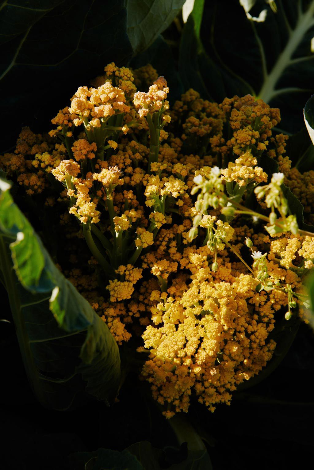 Capovaticano Resort - Gärten der Villa Paola 20