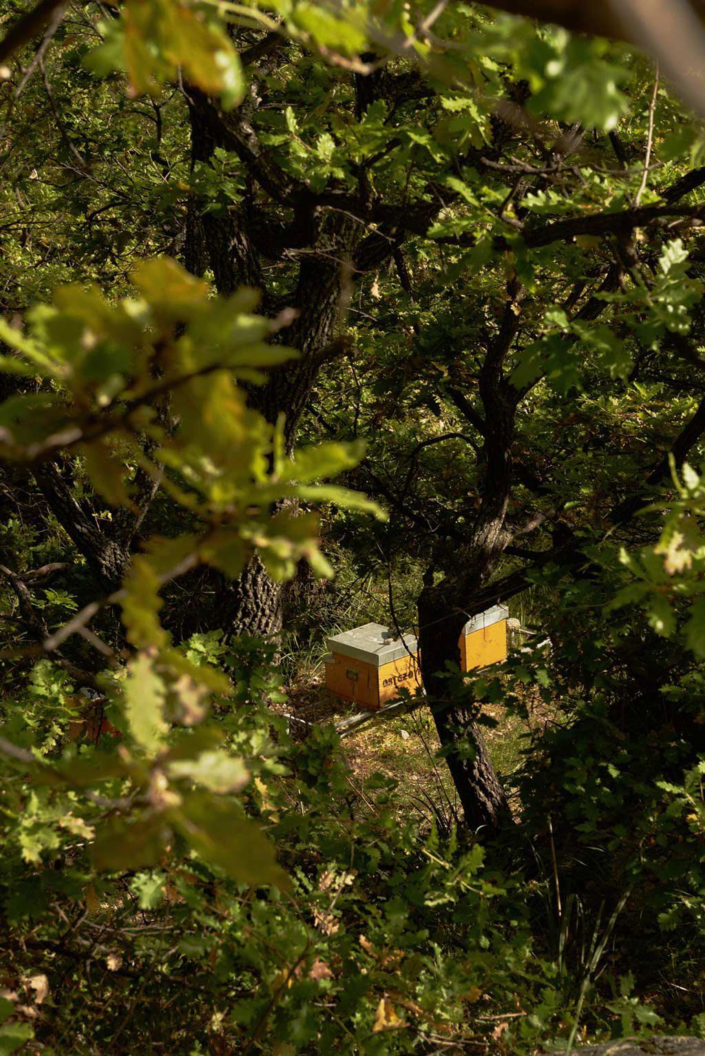 Capovaticano Resort - Ursino Bio 20