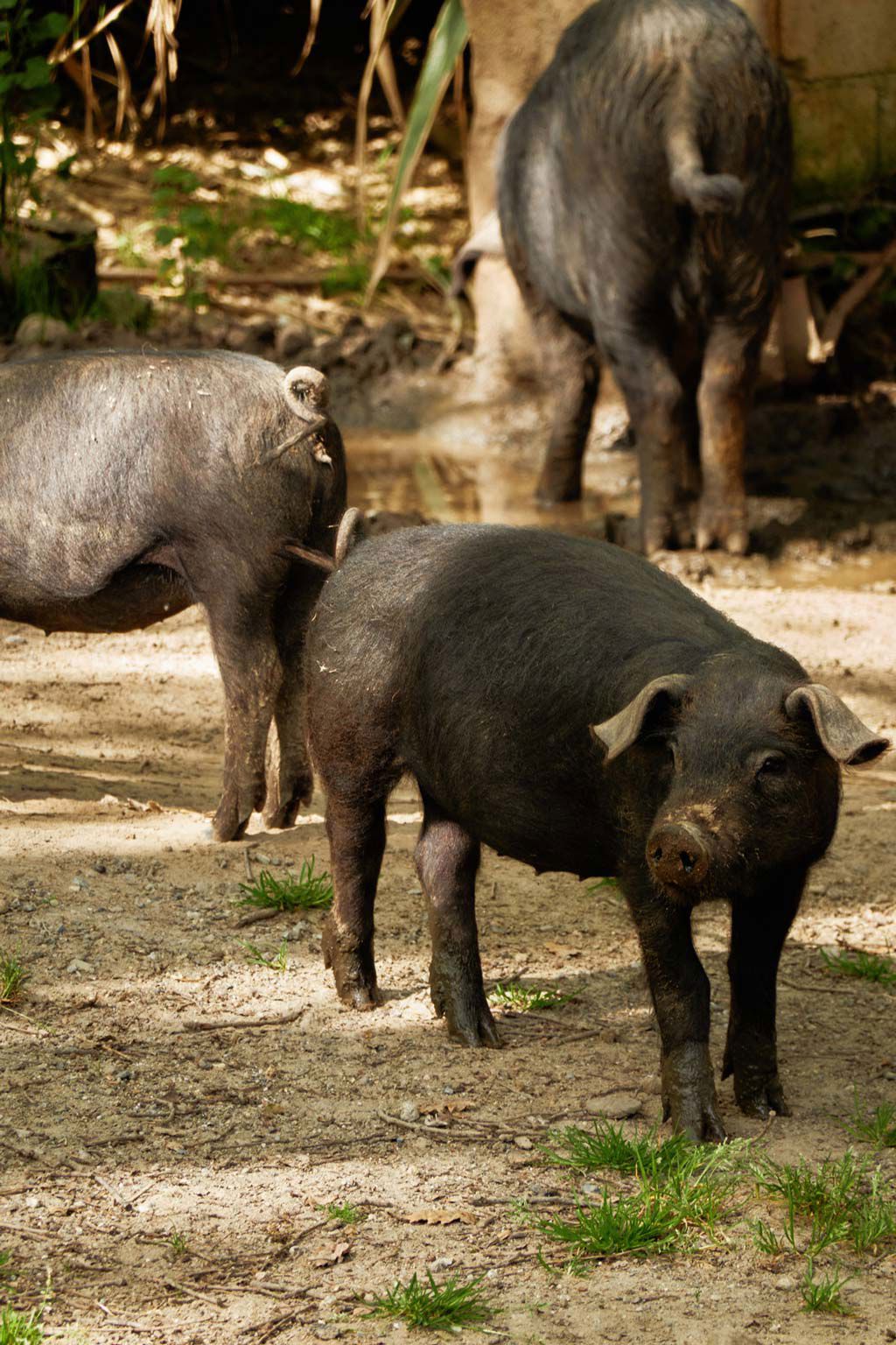 Capovaticano Resort - Nero Calabrese Ferrari 20 Capovaticano Resort - Nero Calabrese Ferrari 20