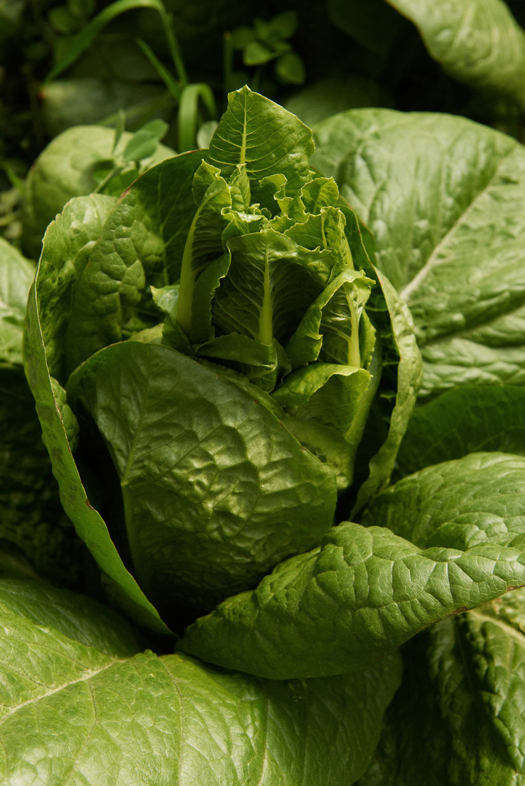 Capovaticano Resort - Gärten der Villa Paola 20