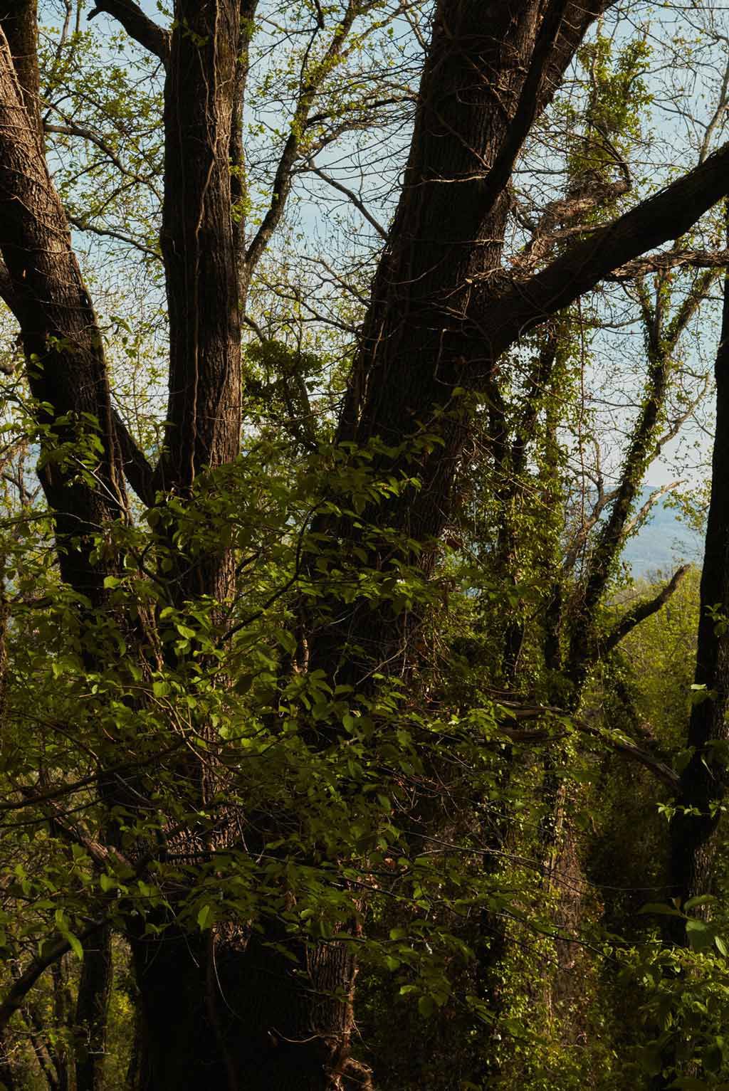 Capovaticano Resort - Nero Calabrese Ferrari 20 Capovaticano Resort - Nero Calabrese Ferrari 20