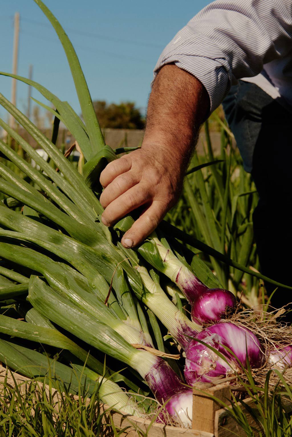 Capovaticano Resort - Gärten der Villa Paola 20