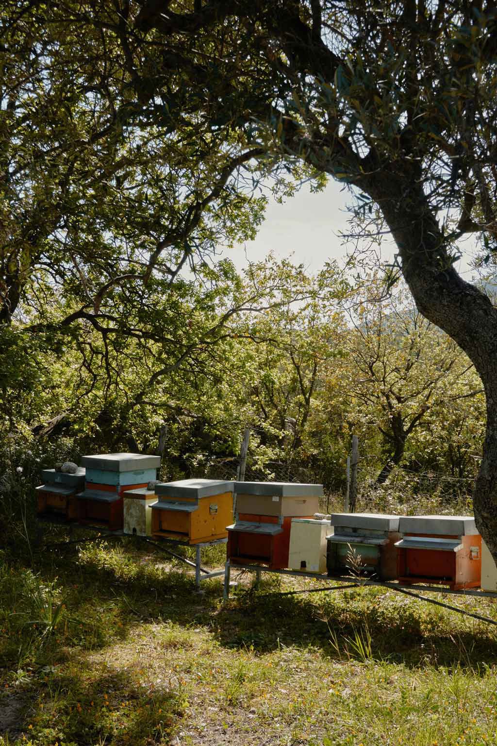 Capovaticano Resort - Ursino Bio 20