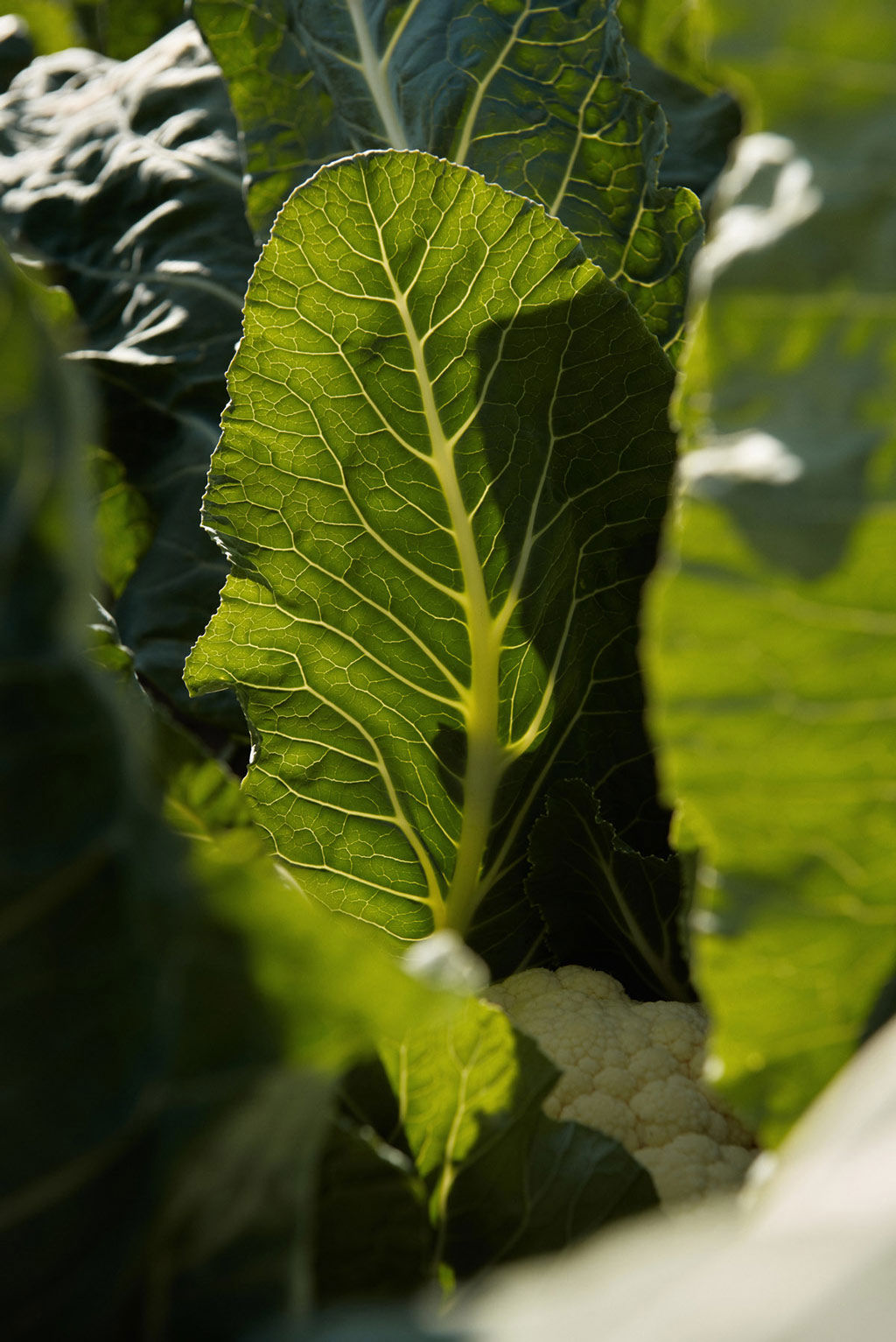 Capovaticano Resort - Gärten der Villa Paola 20