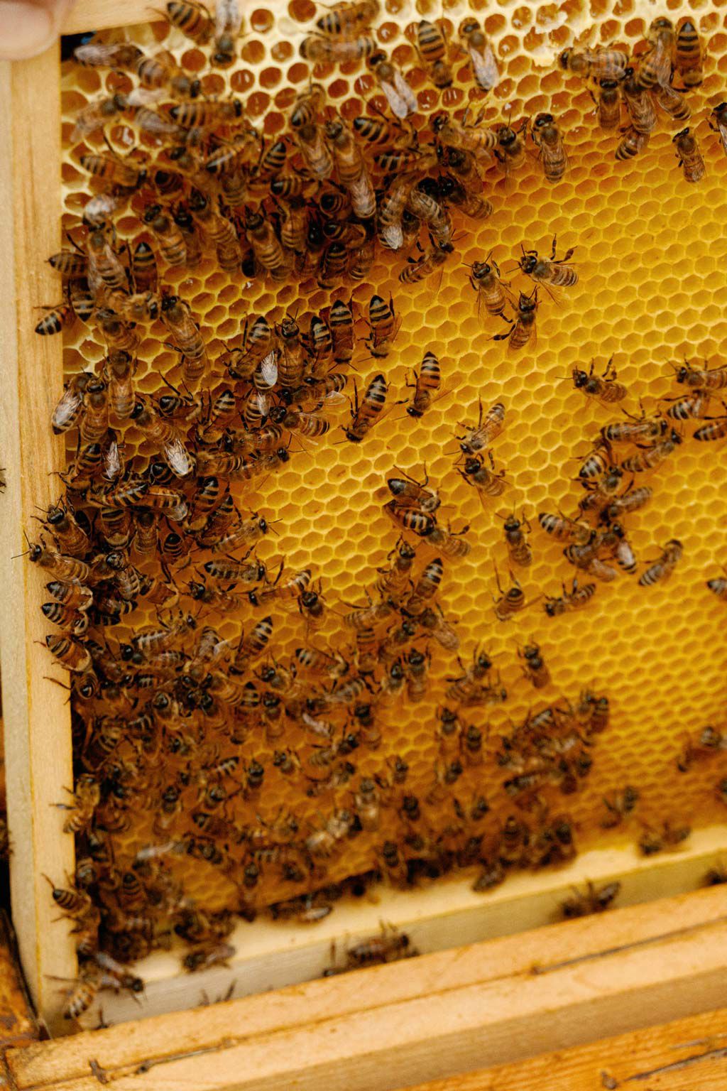 Capovaticano Resort - Ursino Bio 20